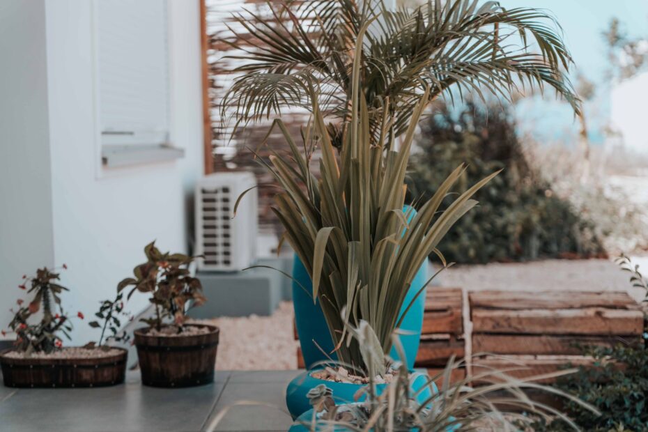 Stylish outdoor patio featuring various potted plants and a prominent palm in a blue pot. (Photo by Keegan Checks on Pexels)